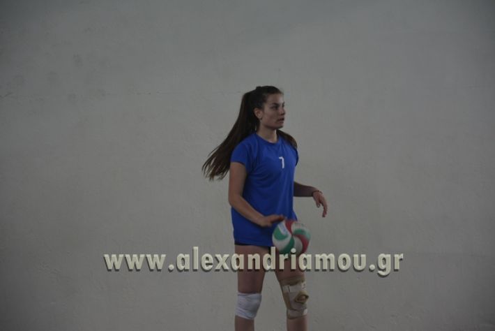 volley _1ogel-kassandra135